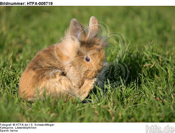 junges Löwenköpfchen / young lion-headed rabbit / HTFA-005719