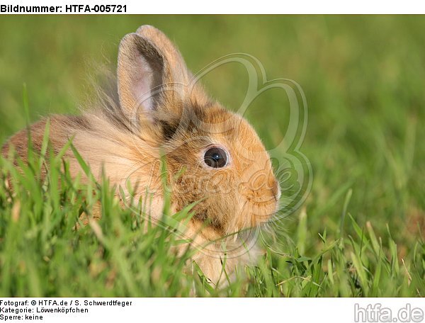 junges Löwenköpfchen / young lion-headed rabbit / HTFA-005721