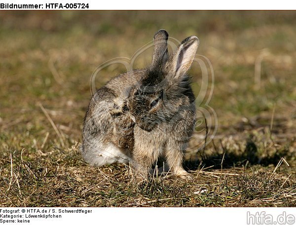 Löwenköpfchen / lion-headed rabbit / HTFA-005724