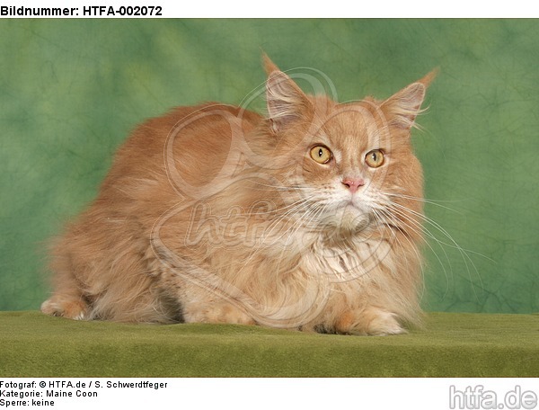 Maine Coon / HTFA-002072