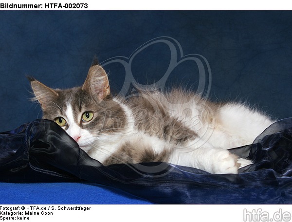 Maine Coon / HTFA-002073