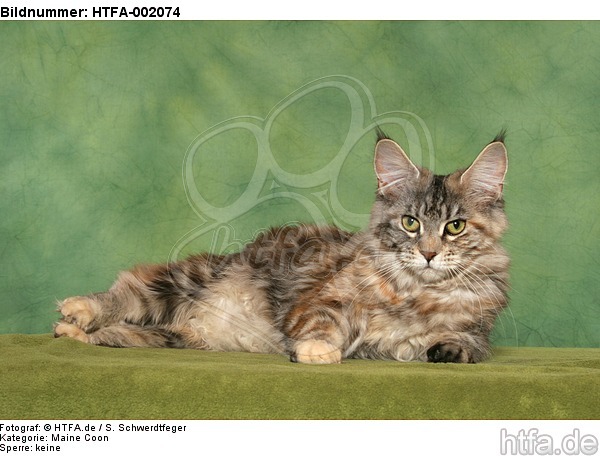 Maine Coon / HTFA-002074