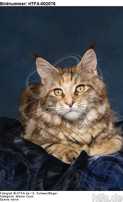 Maine Coon / HTFA-002076