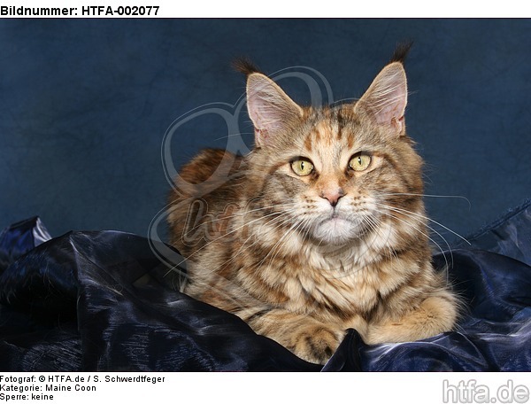 Maine Coon / HTFA-002077