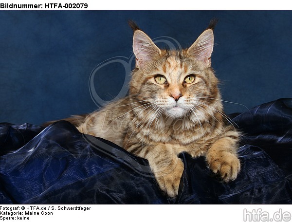 Maine Coon / HTFA-002079