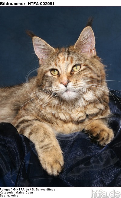 Maine Coon / HTFA-002081