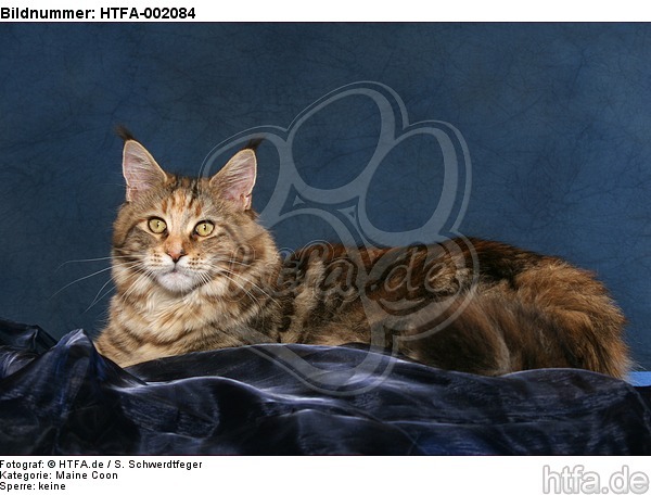 Maine Coon / HTFA-002084