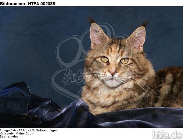 Maine Coon / HTFA-002085