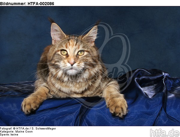 Maine Coon / HTFA-002086