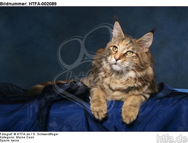 Maine Coon / HTFA-002089