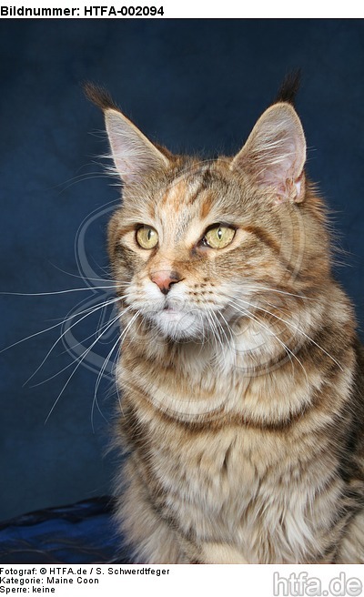 Maine Coon / HTFA-002094