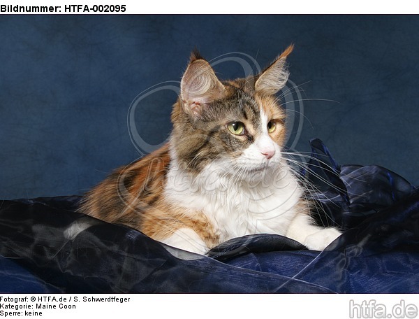 Maine Coon / HTFA-002095