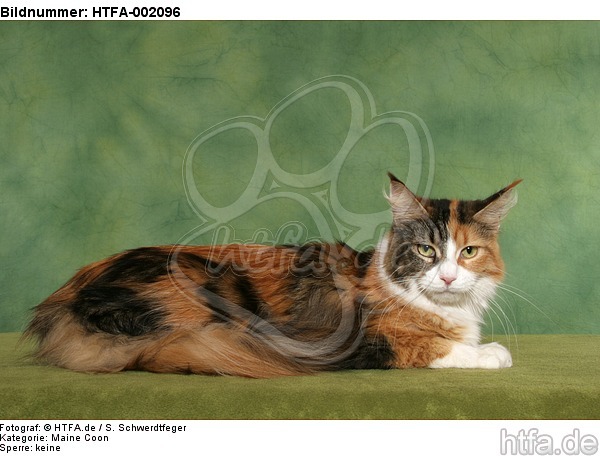 Maine Coon / HTFA-002096