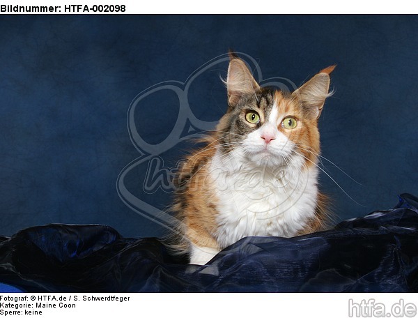 Maine Coon / HTFA-002098