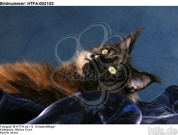 Maine Coon / HTFA-002103