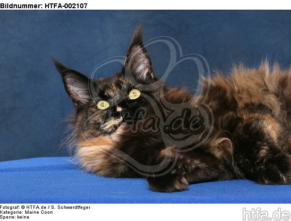 Maine Coon / HTFA-002107