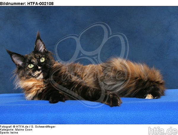 Maine Coon / HTFA-002108