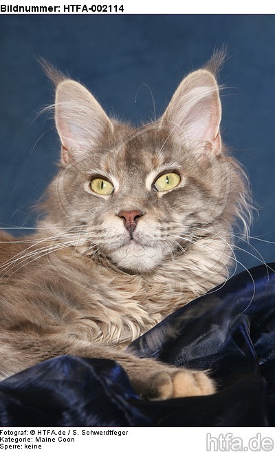 Maine Coon / HTFA-002114