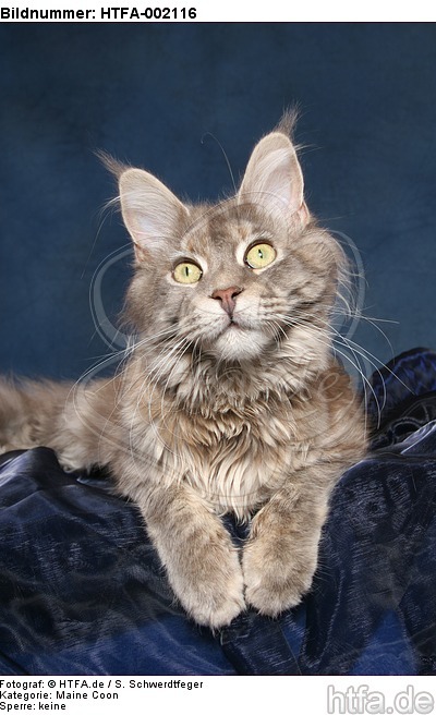 Maine Coon / HTFA-002116