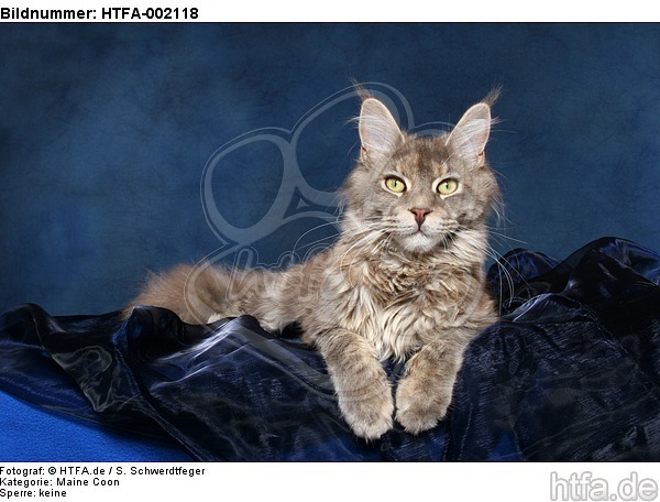 Maine Coon / HTFA-002118