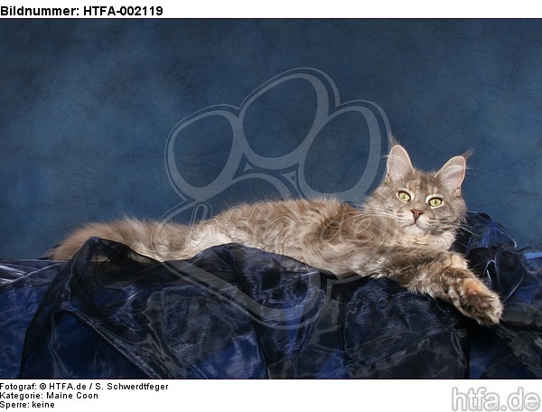 Maine Coon / HTFA-002119