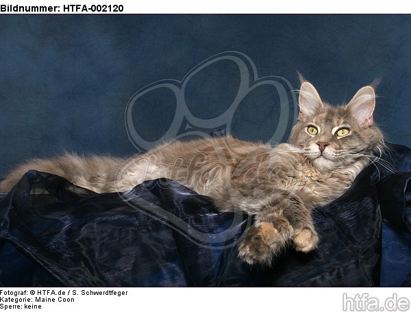 Maine Coon / HTFA-002120