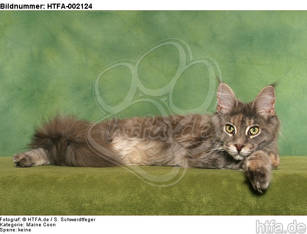 Maine Coon / HTFA-002124