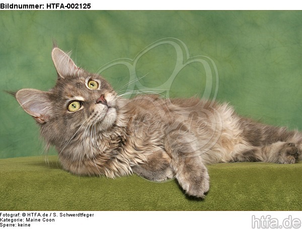 Maine Coon / HTFA-002125