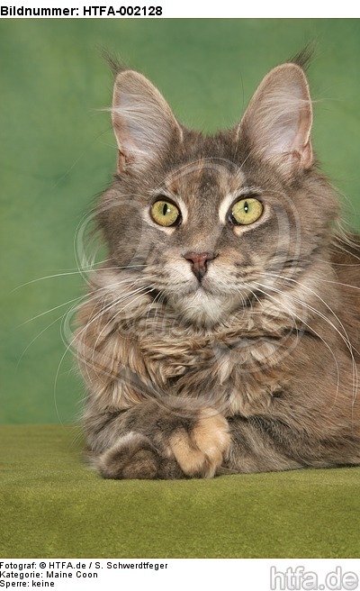 Maine Coon / HTFA-002128