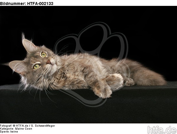 Maine Coon / HTFA-002133