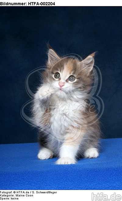 Maine Coon Kätzchen / maine coon kitten / HTFA-002204