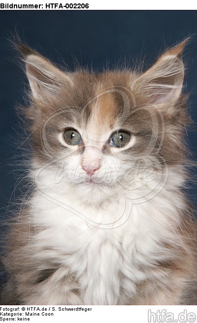 Maine Coon Kätzchen / maine coon kitten / HTFA-002206