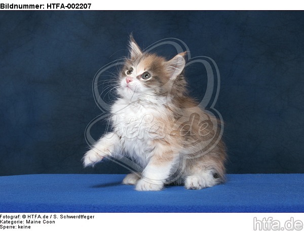 Maine Coon Kätzchen / maine coon kitten / HTFA-002207