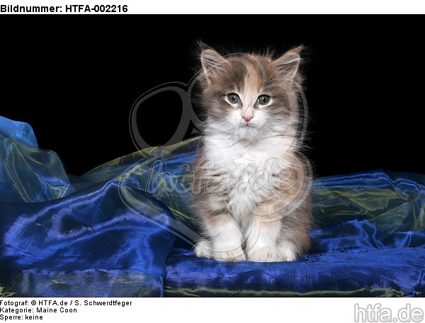 Maine Coon Kätzchen / maine coon kitten / HTFA-002216