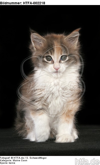 Maine Coon Kätzchen / maine coon kitten / HTFA-002218