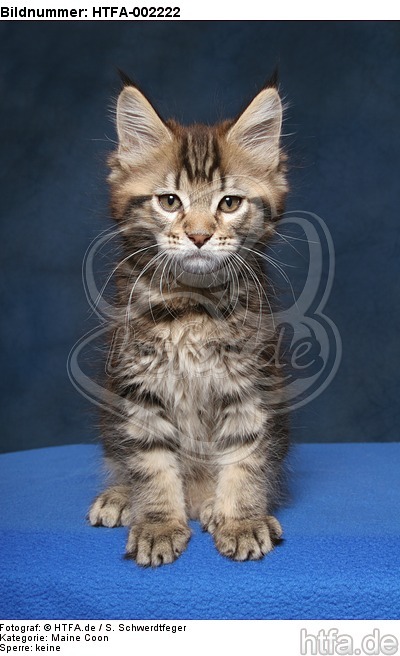 Maine Coon Kätzchen / maine coon kitten / HTFA-002222