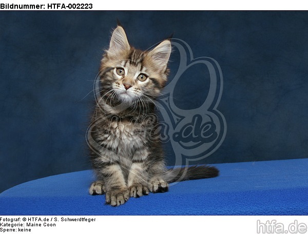 Maine Coon Kätzchen / maine coon kitten / HTFA-002223