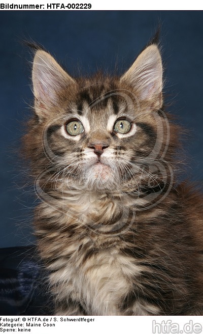 Maine Coon Kätzchen / maine coon kitten / HTFA-002229