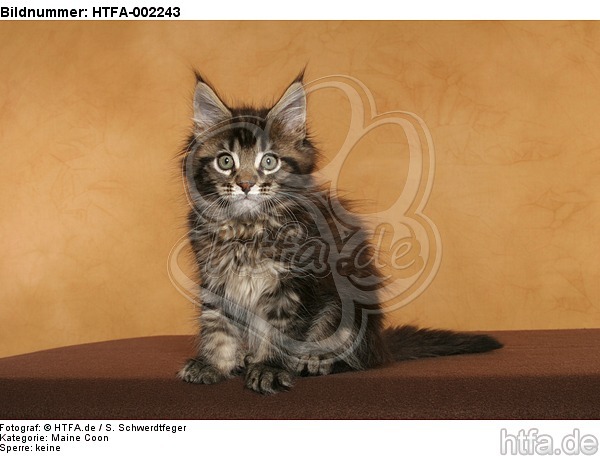 Maine Coon Kätzchen / maine coon kitten / HTFA-002243