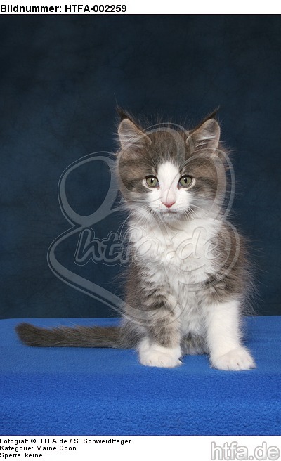 Maine Coon Kätzchen / maine coon kitten / HTFA-002259