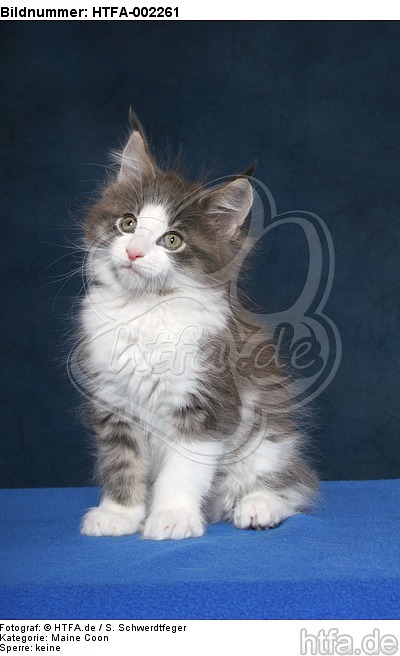 Maine Coon Kätzchen / maine coon kitten / HTFA-002261