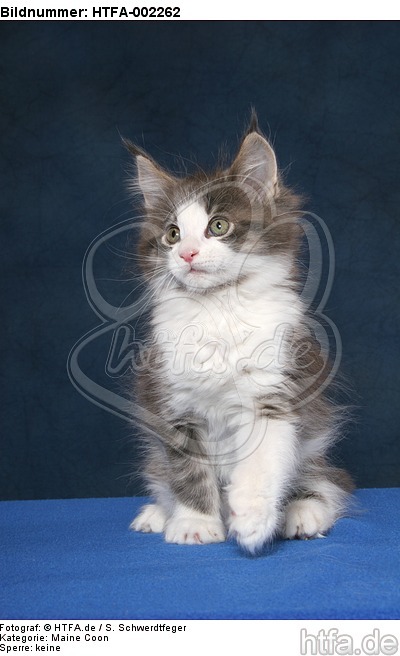 Maine Coon Kätzchen / maine coon kitten / HTFA-002262