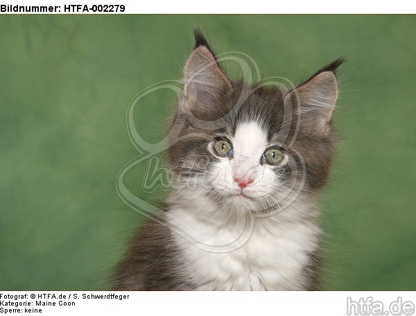 Maine Coon Kätzchen / maine coon kitten / HTFA-002279