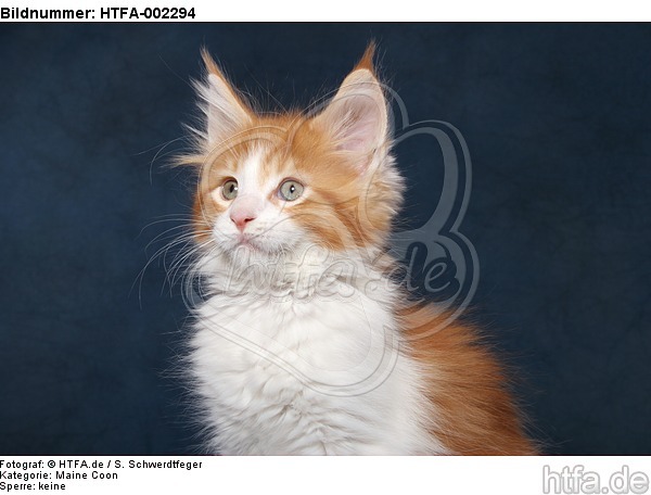 Maine Coon Kätzchen / maine coon kitten / HTFA-002294