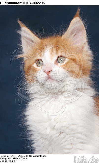 Maine Coon Kätzchen / maine coon kitten / HTFA-002295