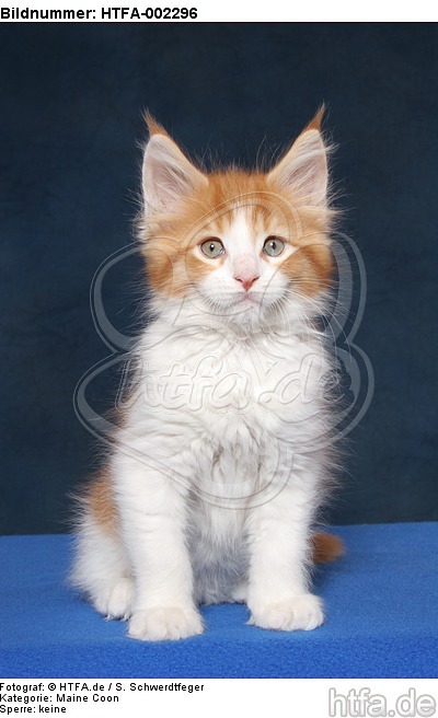 Maine Coon Kätzchen / maine coon kitten / HTFA-002296