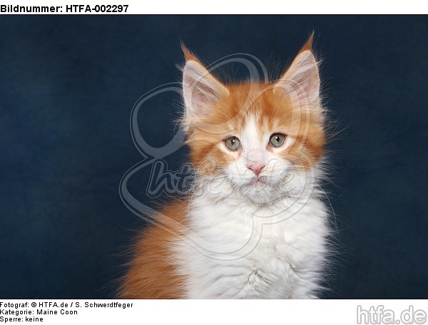 Maine Coon Kätzchen / maine coon kitten / HTFA-002297