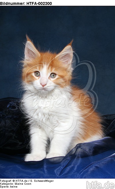 Maine Coon Kätzchen / maine coon kitten / HTFA-002300