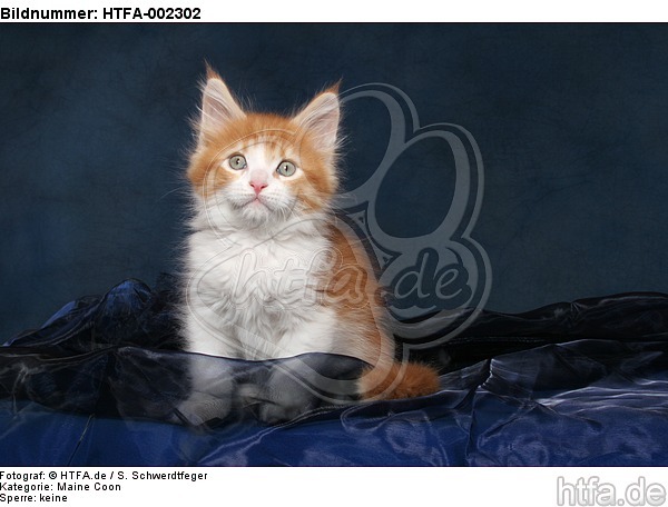 Maine Coon Kätzchen / maine coon kitten / HTFA-002302