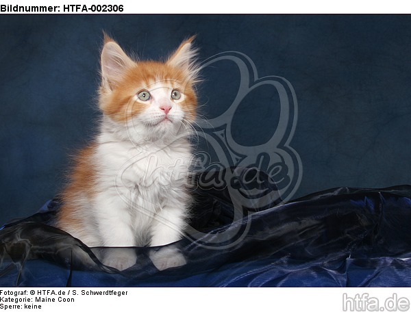 Maine Coon Kätzchen / maine coon kitten / HTFA-002306